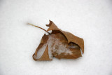 Sycamore Leaf in the Snow