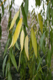Willow Tree Foliage
