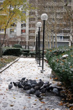 Garden View - Pigeons Foraging in the Snow