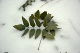 Scholar Tree Foliage on Snow