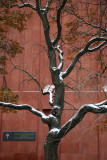 Golden Rain Tree & NYU Library