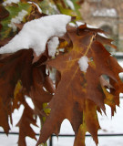 Snow on Oak Tree Foliage