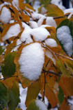 Snow & Witch Hazel Foliage