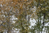 Snow & Pear Tree Foliage