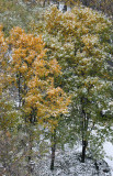 Snow & Pear Tree Foliage