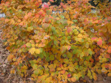 Fothergilla Bush