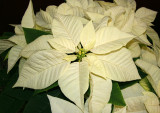Poinsettia