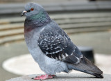 Pigeon