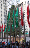 Christmas Tree - Northwest View