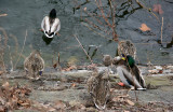 Ducks at the Reservoir