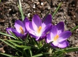 Crocuses