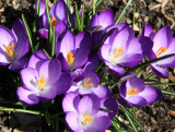 Crocuses