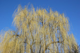 Willow Tree at the Community Garden 9C