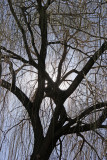 Budding Willow Trees at La Plaza Cultural Community Garden