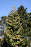 Golden Spruce