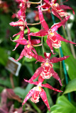 Orchid Show