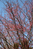 Ladies Border Garden - Prunus Tree