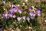 Garden View - Crocuses