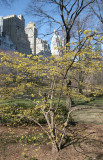 Cornus Mas Dogwood with CPS Skyline