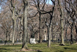 The Mall & Literary Walk - American Elm Stand