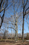 Elm and Sycamore Trees near Rumsey Play Field