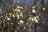 Winter Honeysuckle Blossoms