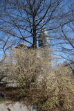 Winter Honeysuckle Bush & the Belvedere Castle