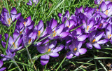 Crocuses - Shakespeare Garden