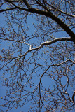 Budding Magnolia Tree - Shakespeare Garden
