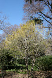 Cornus mas Dogwood - Swedish Cottage Shakespeare Garden Entrance