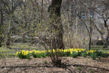 Daffodils near the Museum of Natural History