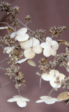 Last Years Hydrangea Blossoms