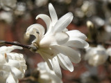 Magnolias - Triangle Garden