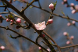 Plum Tree Blossoms