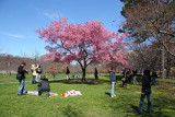 Cherry Tree Blossoms