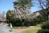 Cherry Tree Blossoms