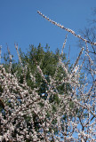 Cherry Tree Blossoms