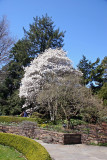 Magnolias