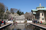 Lily Pond & Magnolias