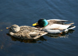 Ducks in the Lily Pond