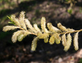 Willows & Catkins