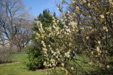 Willows & Catkins