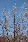Cherry Tree Blossoms