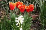 Tulips & Hyacinths