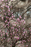 2 Fifth Avenue Magnolia Tree