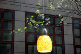 Pear Tree Blossoms NYU Business School Reflected in Starbuck's Window