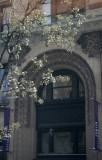 Pear Tree Blossoms & NYU Building Reflected in Starbuck's Window