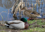 Ducks on the Harlem Meer Shore