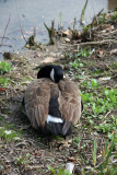 Canadian Goose on the Harlem Meer Shore