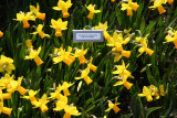 Daffodils - Conservatory Gardens